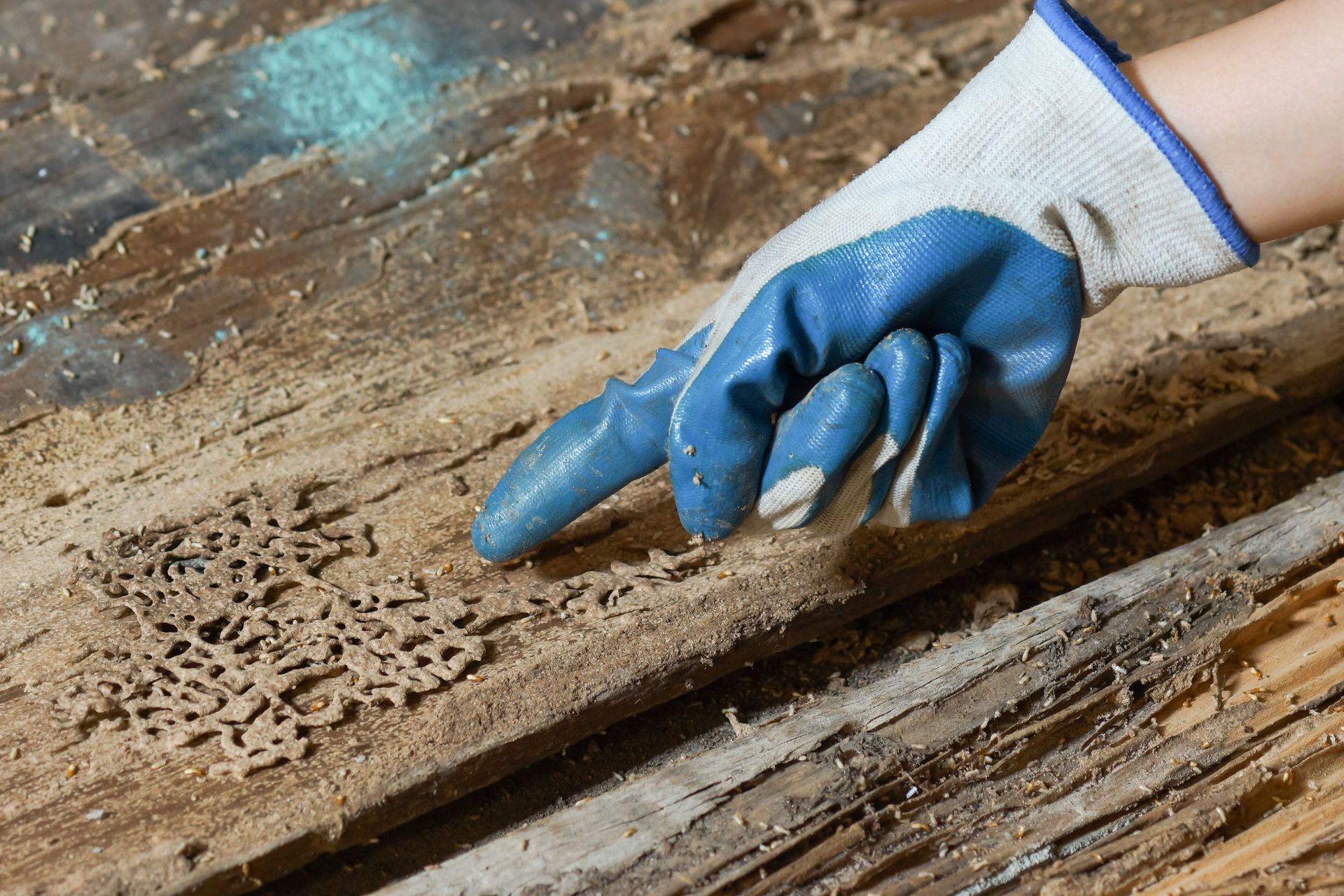 Gloved hand points at termite damage on wood. Light brown frass present. Gloved hand points at termite damage on wood. Light brown frass present.