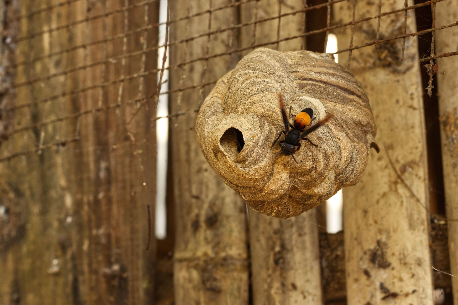 Wasp nest attached to bamboo, with a wasp on it; the nest is light brown, the wasp has an orange head.