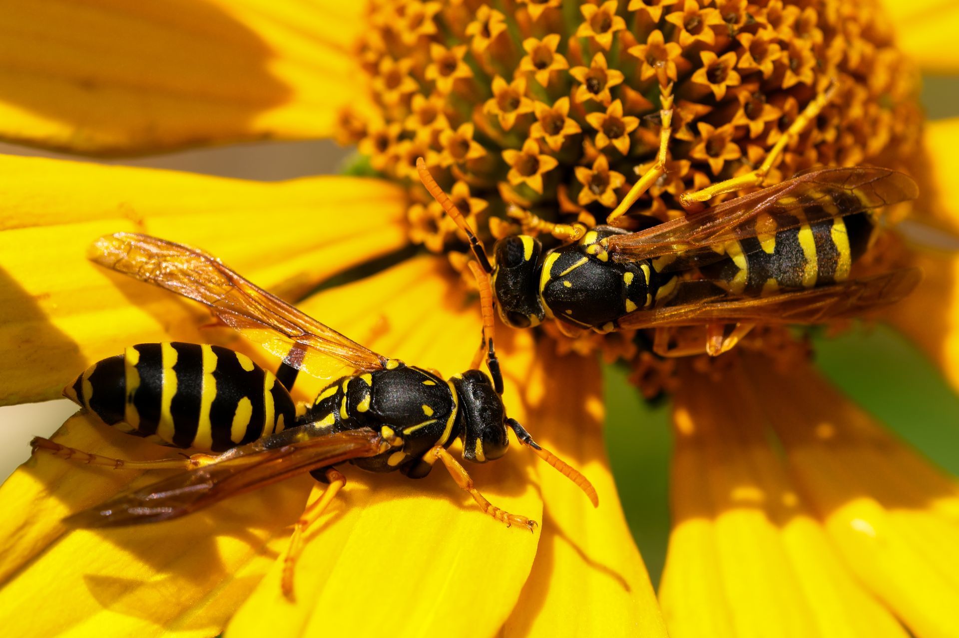 Two yellow and black wasps on a yellow flower, collecting nectar.