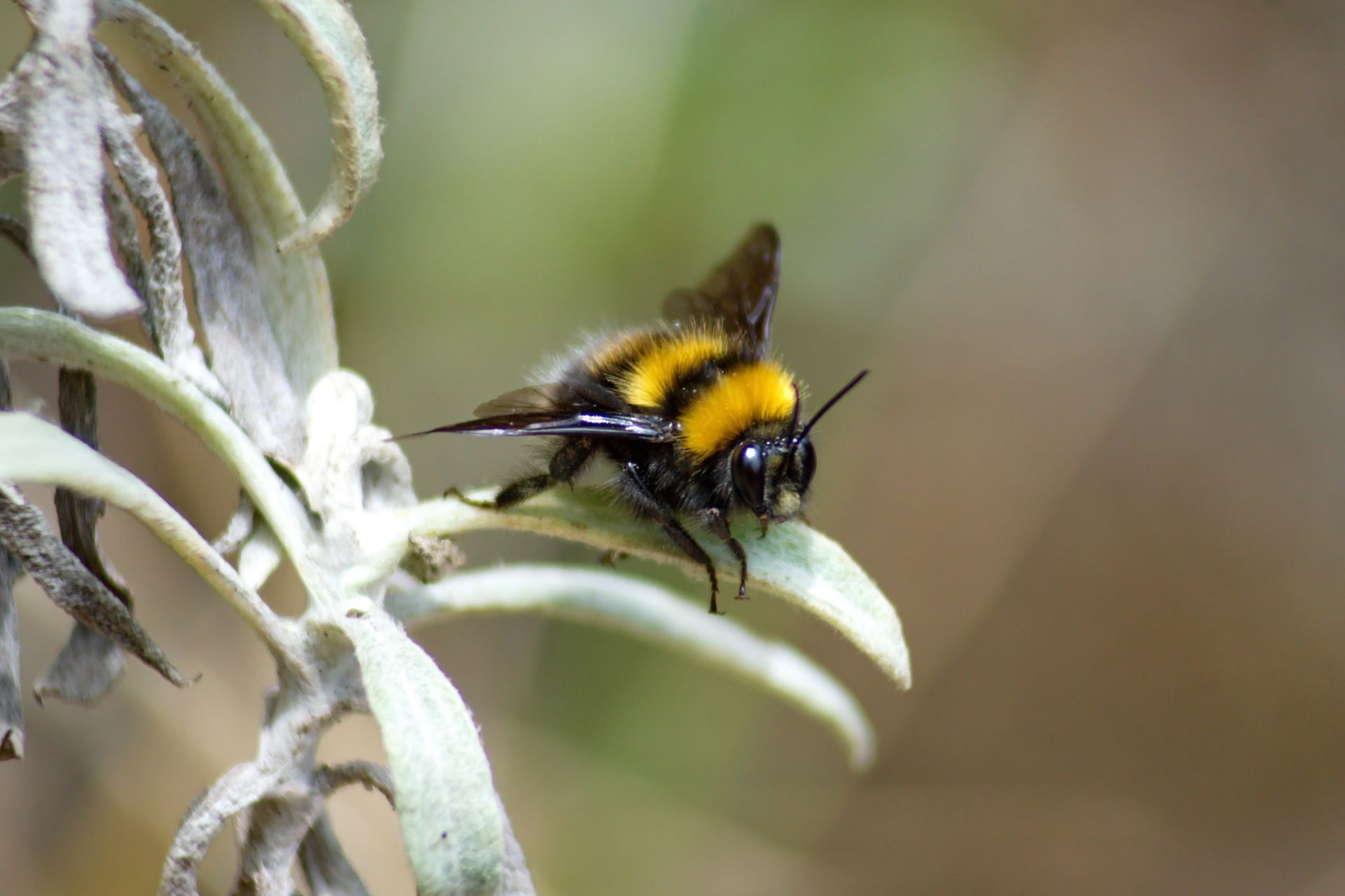 Two termites on dark, textured wood surface. One tiny egg.