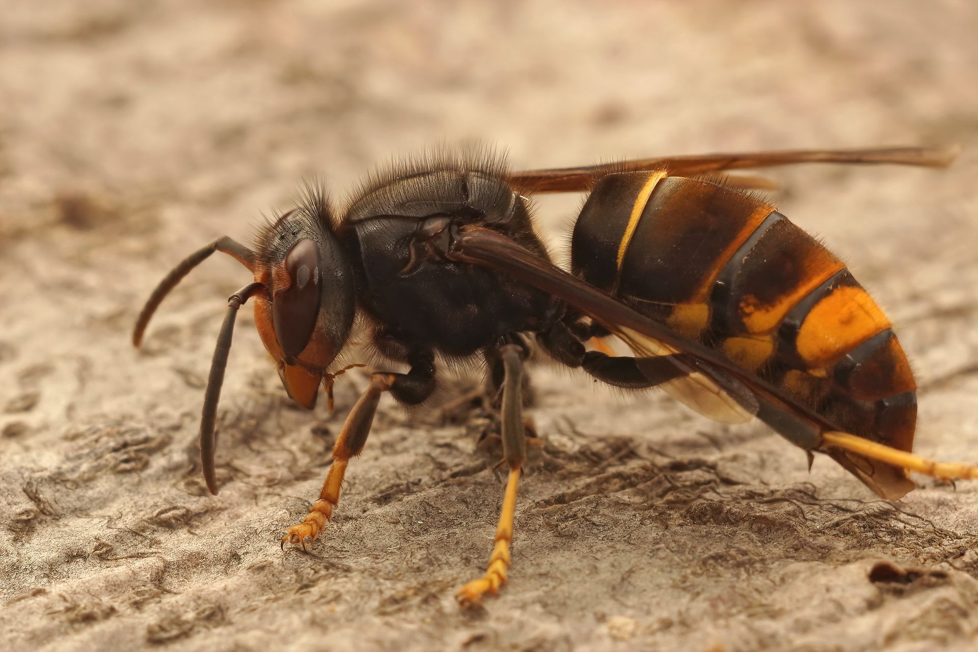 Asian giant hornet with black and orange body, yellow legs, on a textured surface.