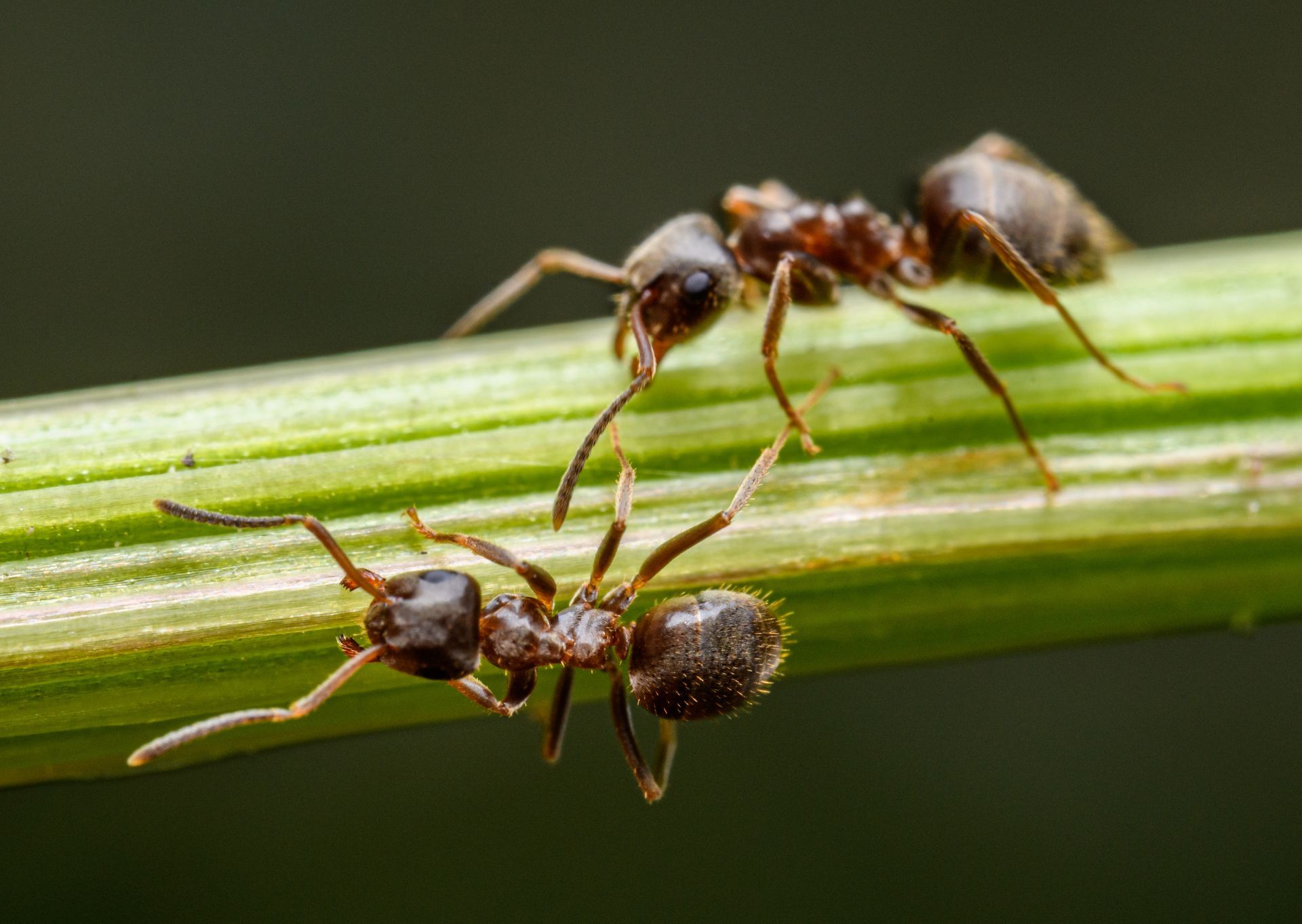 Two brown ants interacting on a green stem.