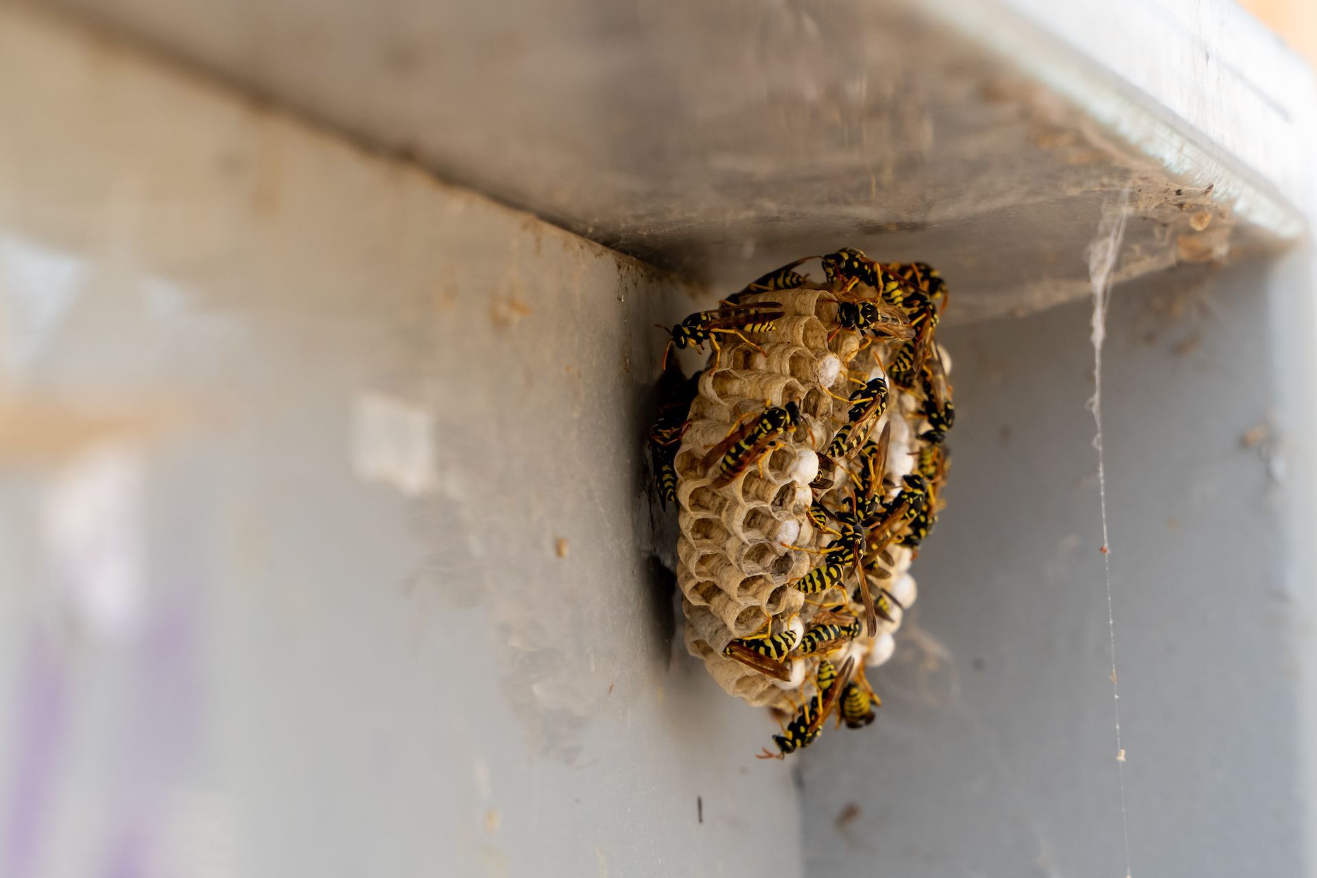 Wasp nest with several wasps attached to a gray, angled surface. Wasp nest with several wasps attached to a gray, angled surface.