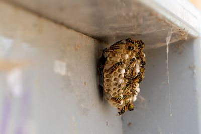 Wasp nest with several wasps attached to a gray, angled surface.