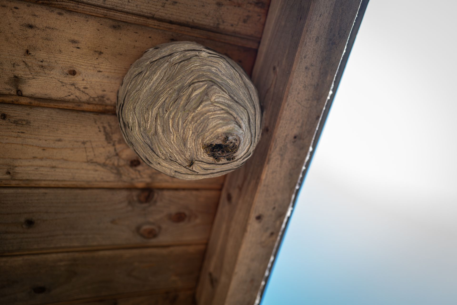 A wasp nest, gray and layered, hangs from a wooden structure's eaves. Blue sky visible.