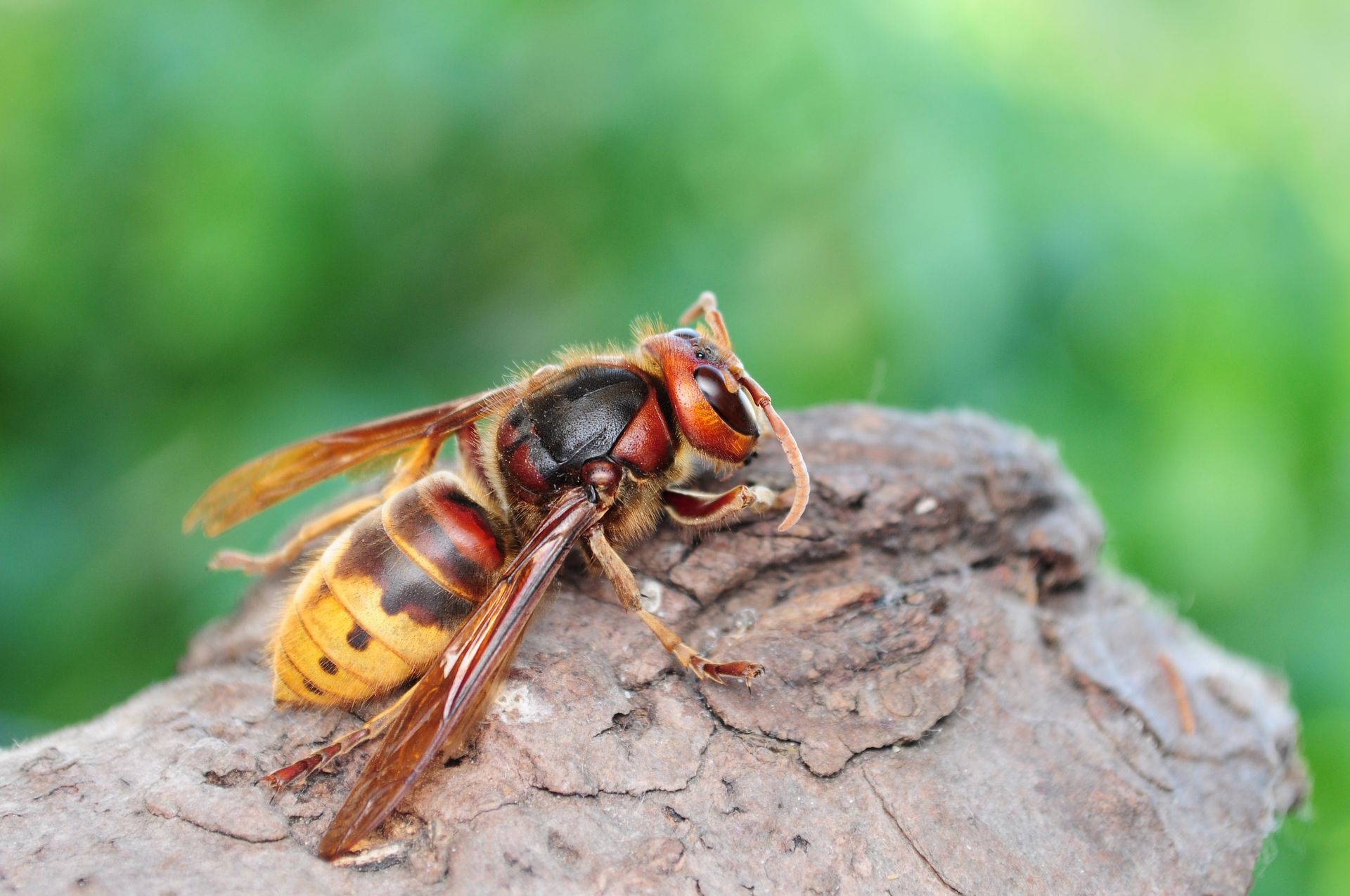 Hornet on a piece of bark, yellow and brown body, wings extended, blurred green background.