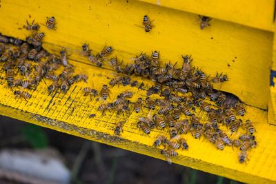 Bees clustered on a bright yellow wooden beehive.