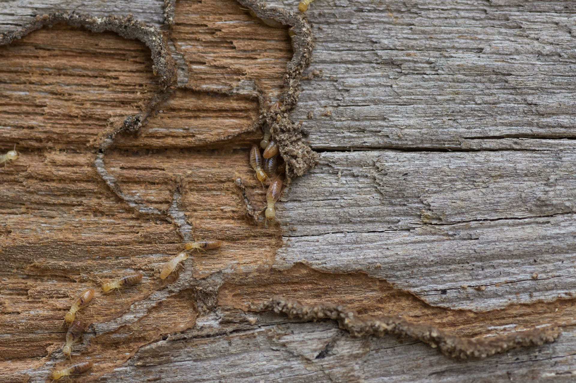 Termite-damaged wood close-up, revealing eaten areas and mud tunnels.