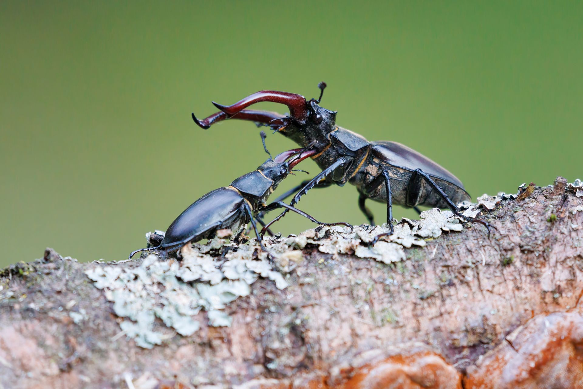 Two stag beetles fighting on a lichen-covered branch; one with large mandibles.