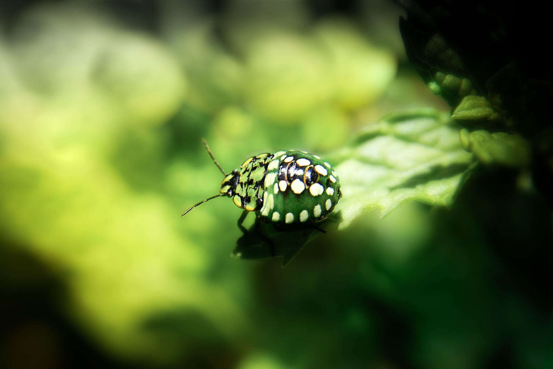 Green and white spotted beetle on a green leaf.