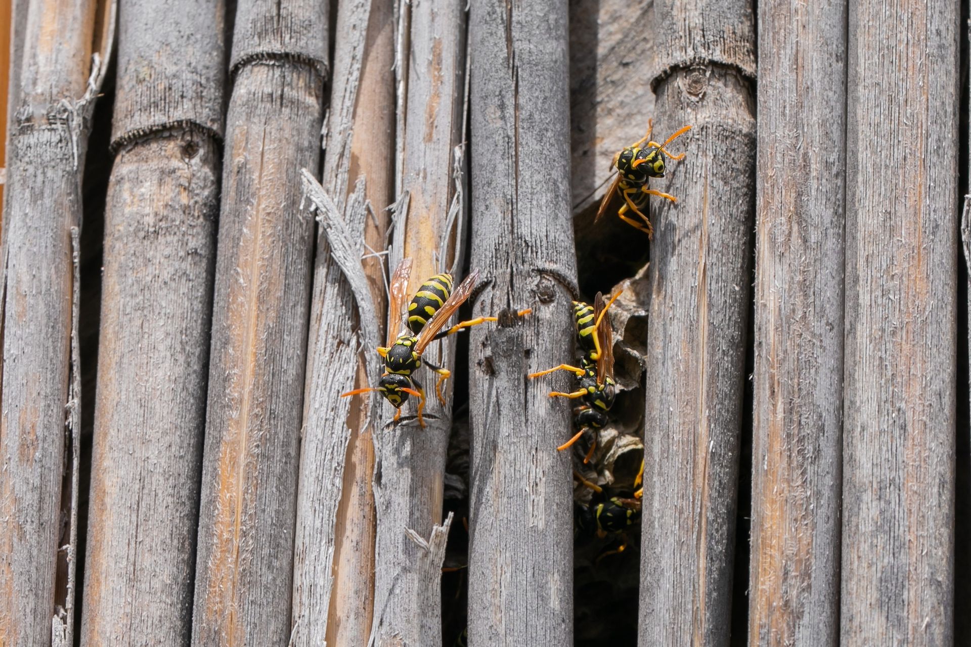 Yellow and black wasps entering and exiting a nest built in dry reeds.