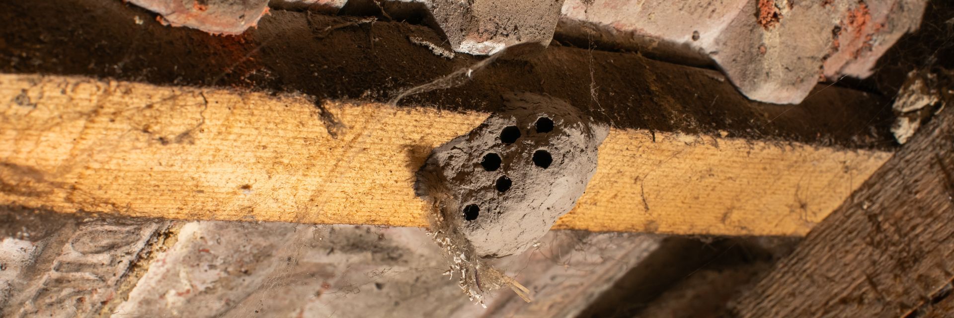 Wasp nest with multiple round holes, attached to a wooden beam.  Webs and brick fragments surround the nest.