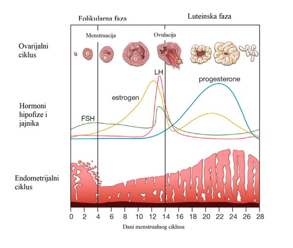 MENSTRUALNI CIKLUS I MENSTRUACIJA