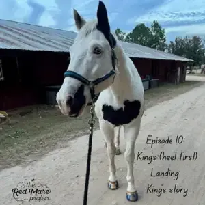 White horse with black patches standing on a dirt path beside barns, wearing a halter and lead rope.
