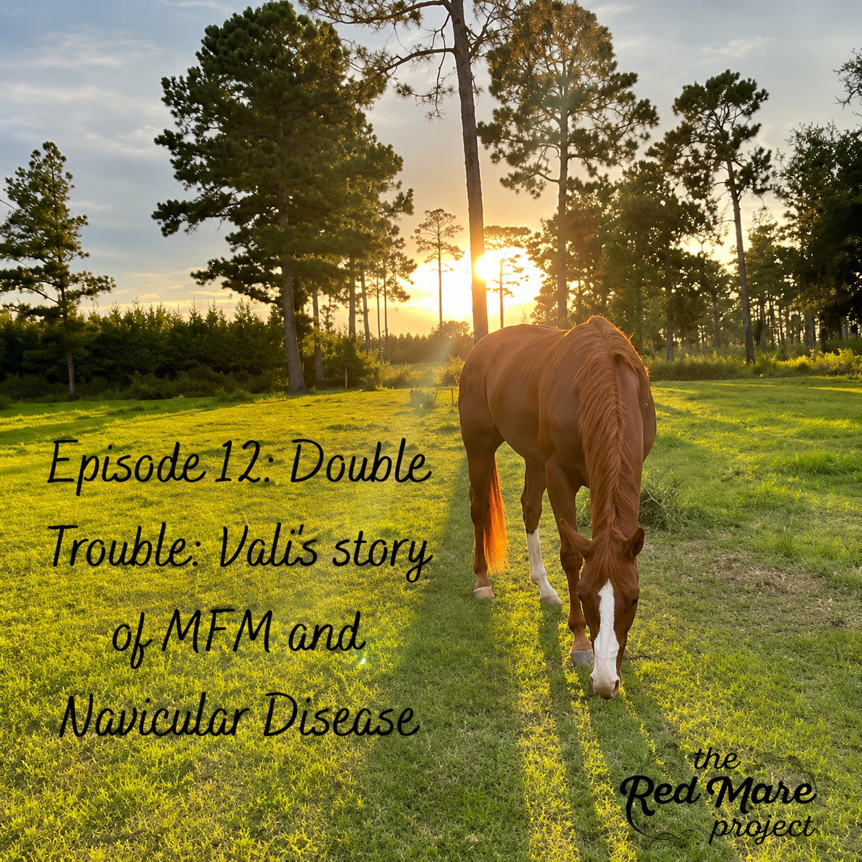 Horse grazing at sunset in a grassy field with text: “Episode 12: Double Trouble: Vault story of MFM and Novicular Disease”
