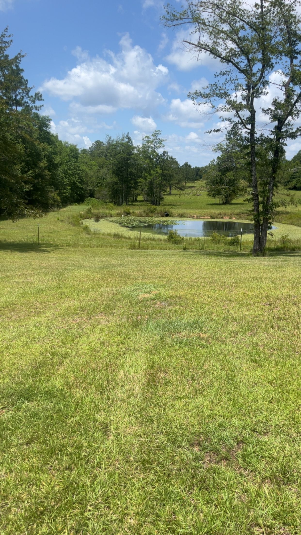 Grassy meadow with a small pond, trees, and a blue sky with scattered clouds