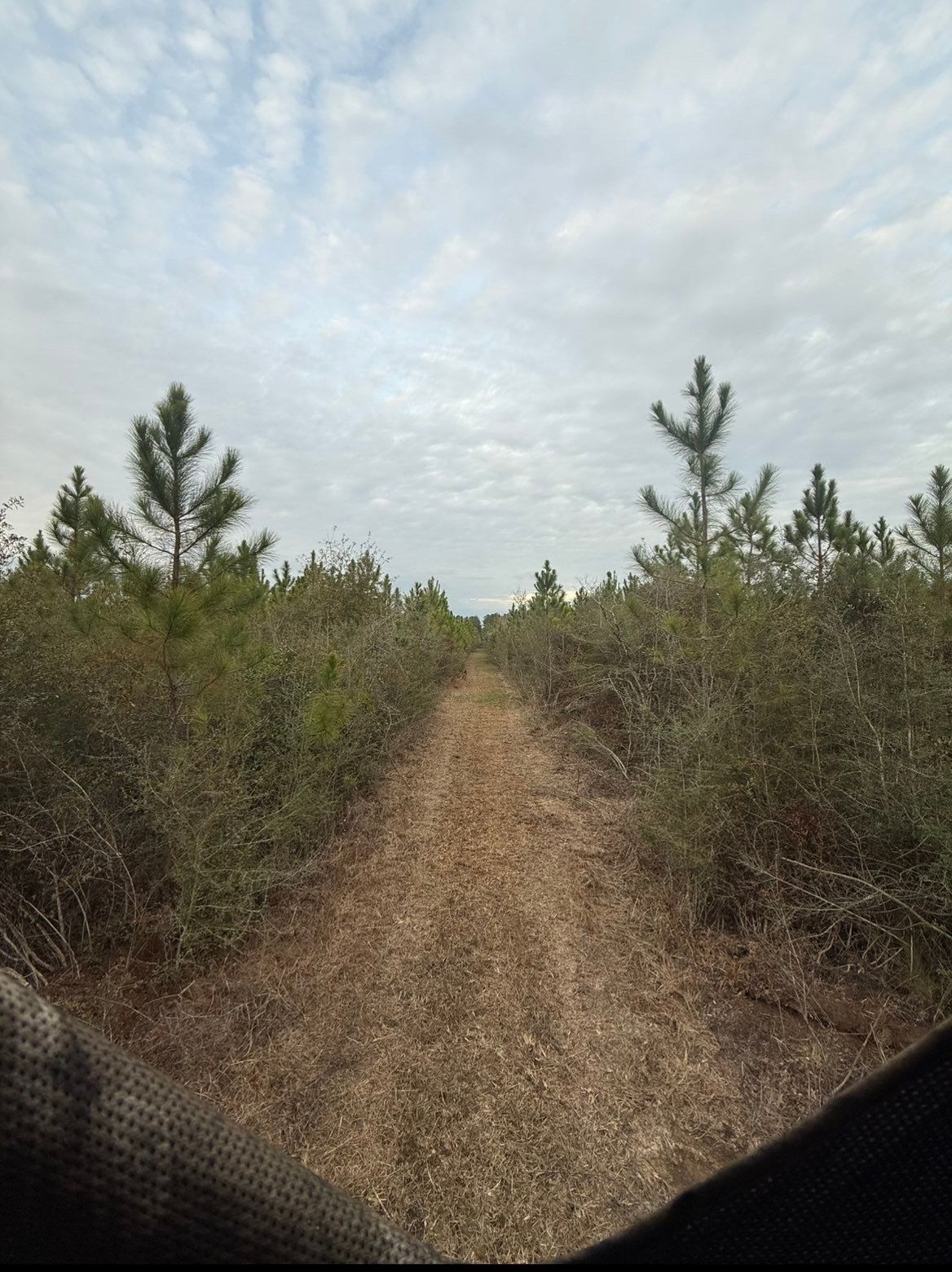 Narrow dirt trail through low pine trees and brush under an overcast sky