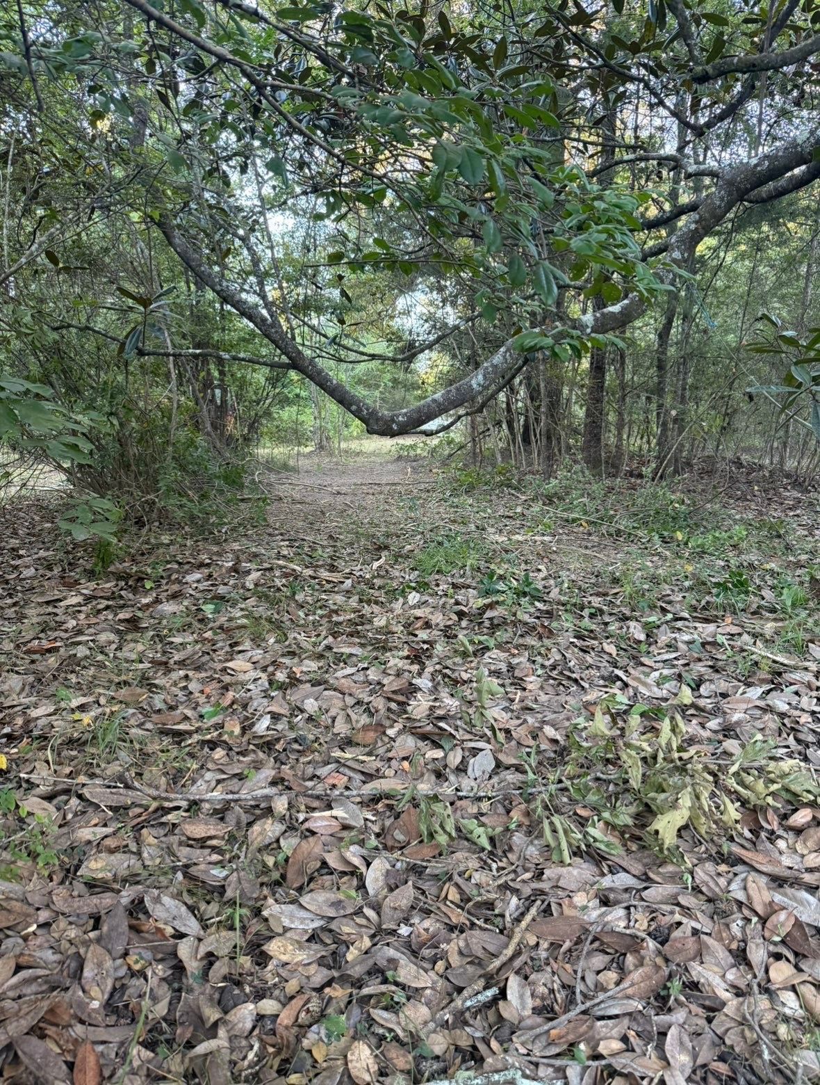 Leaf-covered wooded path beneath low-hanging branches in a quiet forest setting