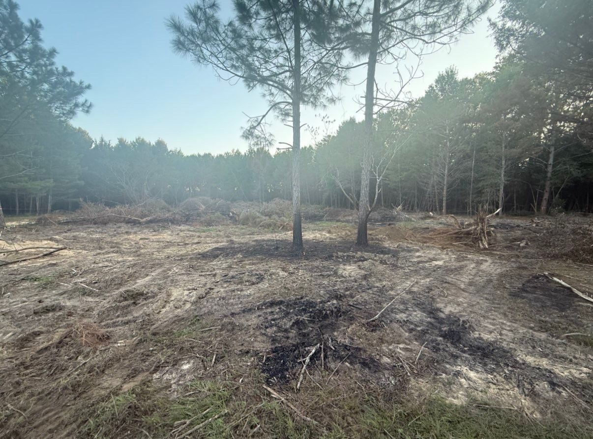 Cleared forest area with pine trees, dry ground, and smoky haze in the background
