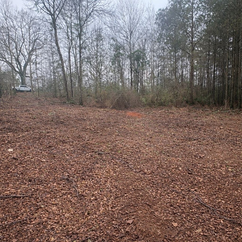 Leaf-covered clearing with bare trees under a gray, overcast sky
