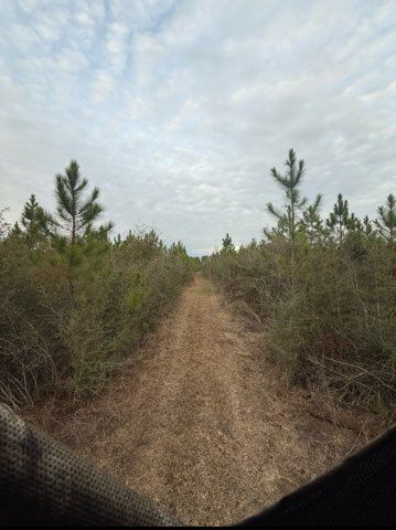 Dirt trail through young pine trees under a cloudy sky, viewed from a low angle.