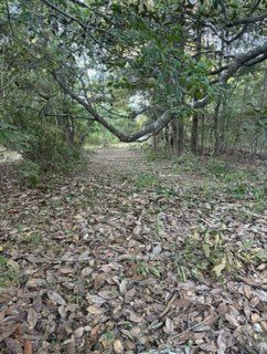 Leaf-covered forest path beneath low, arching trees in a quiet wooded area.