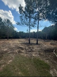 Wooded clearing with tall pine trees under a partly cloudy sky