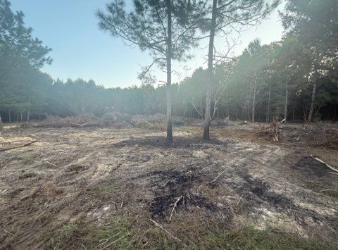 Cleared forest area with a lone pine tree, stumps, and scattered debris under a hazy sky