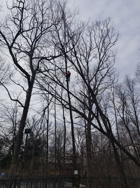 Expert Trimming Down The Tree — Lafayette, IN — Akins-Alford’s Tree Care, LLC