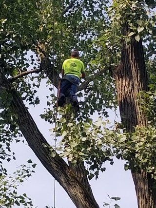 Professional Man Pruning A Tree — Lafayette, IN — Akins-Alford’s Tree Care, LLC