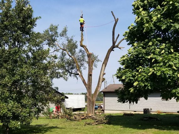 Expert Trimming Down The Tree — Lafayette, IN — Akins-Alford’s Tree Care, LLC