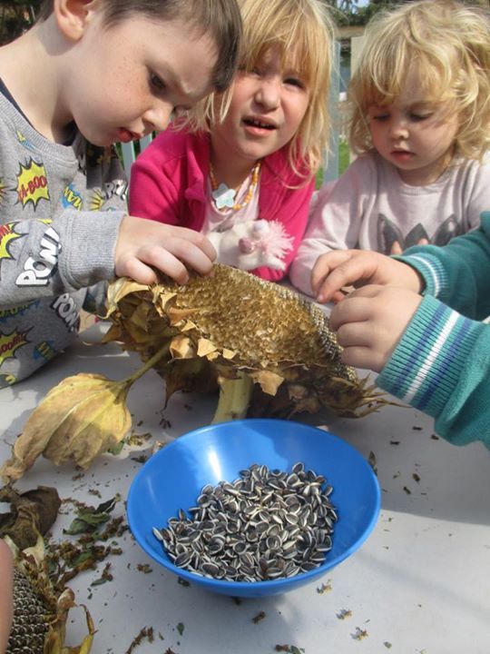home farm nursery tenterden, tenterden home farm nursery