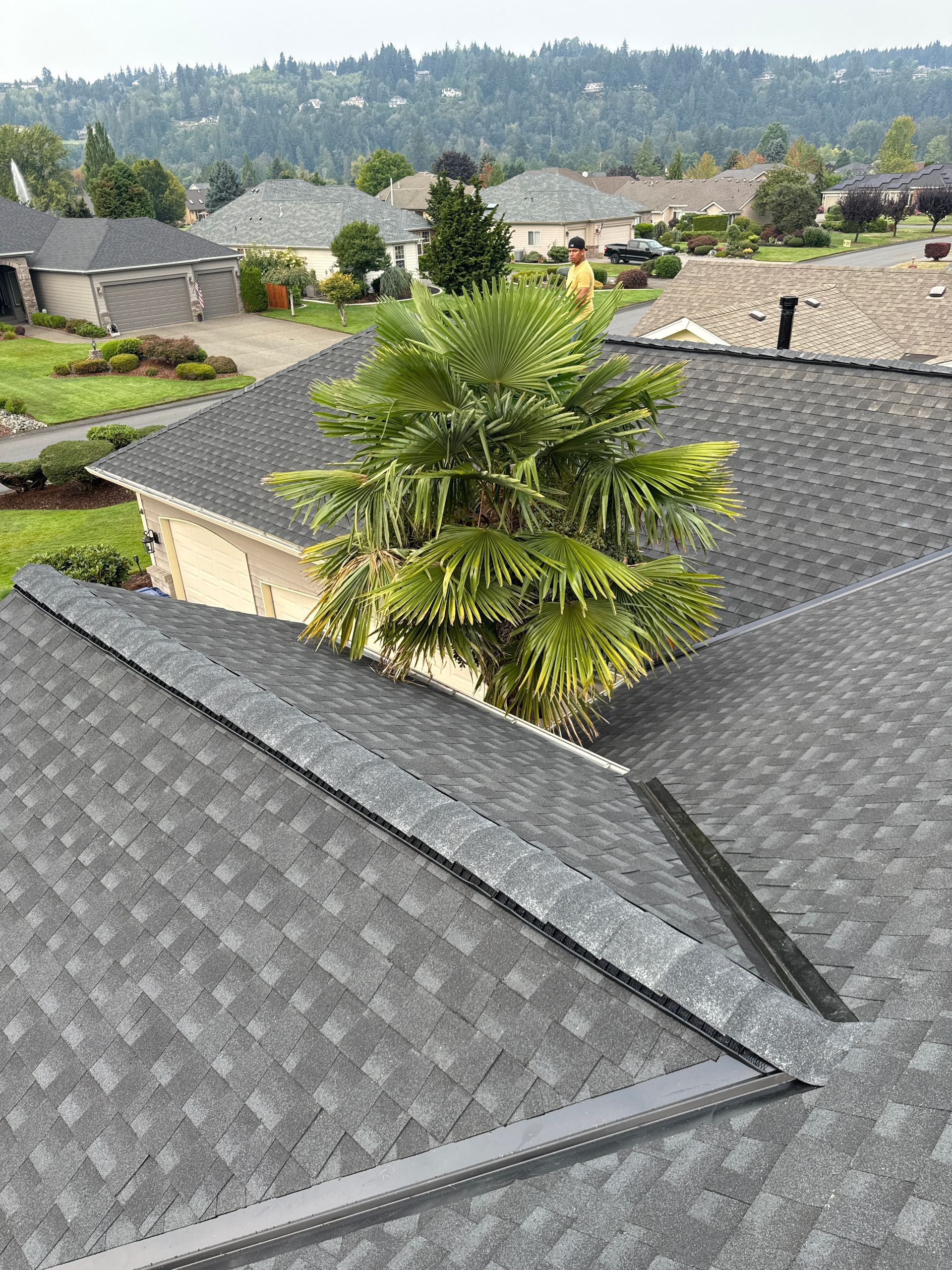 There is a palm tree on the roof of a house.