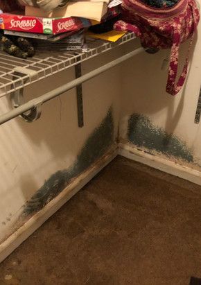 A closet with a lot of mold on the wall and floor.