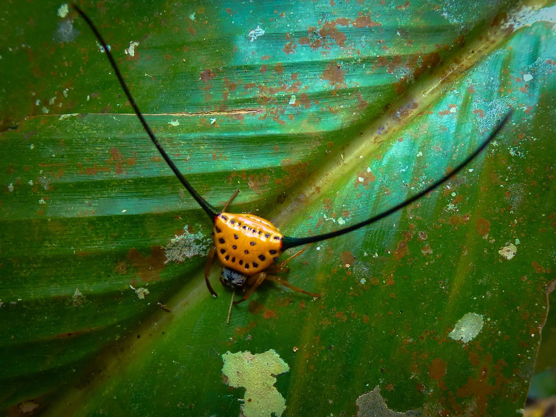 Dornspinne Khao Yai Nationalpark