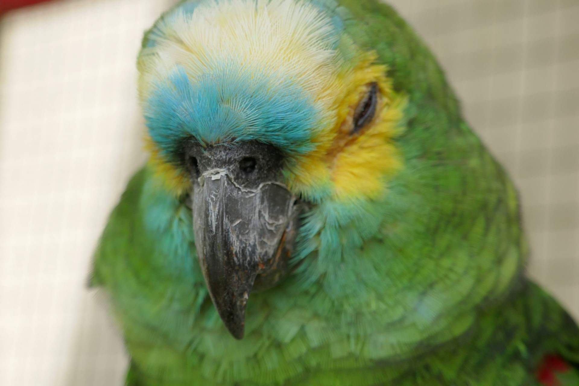 Blaustirnamazone Bird-Park Kuala Lumpur