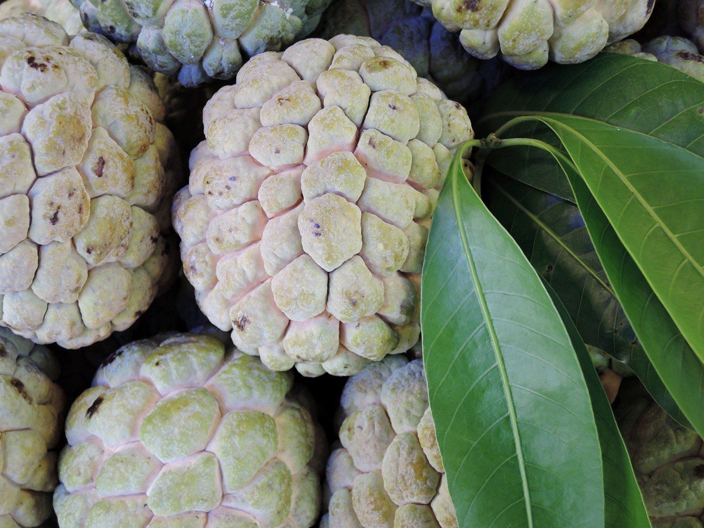 Cherimoya