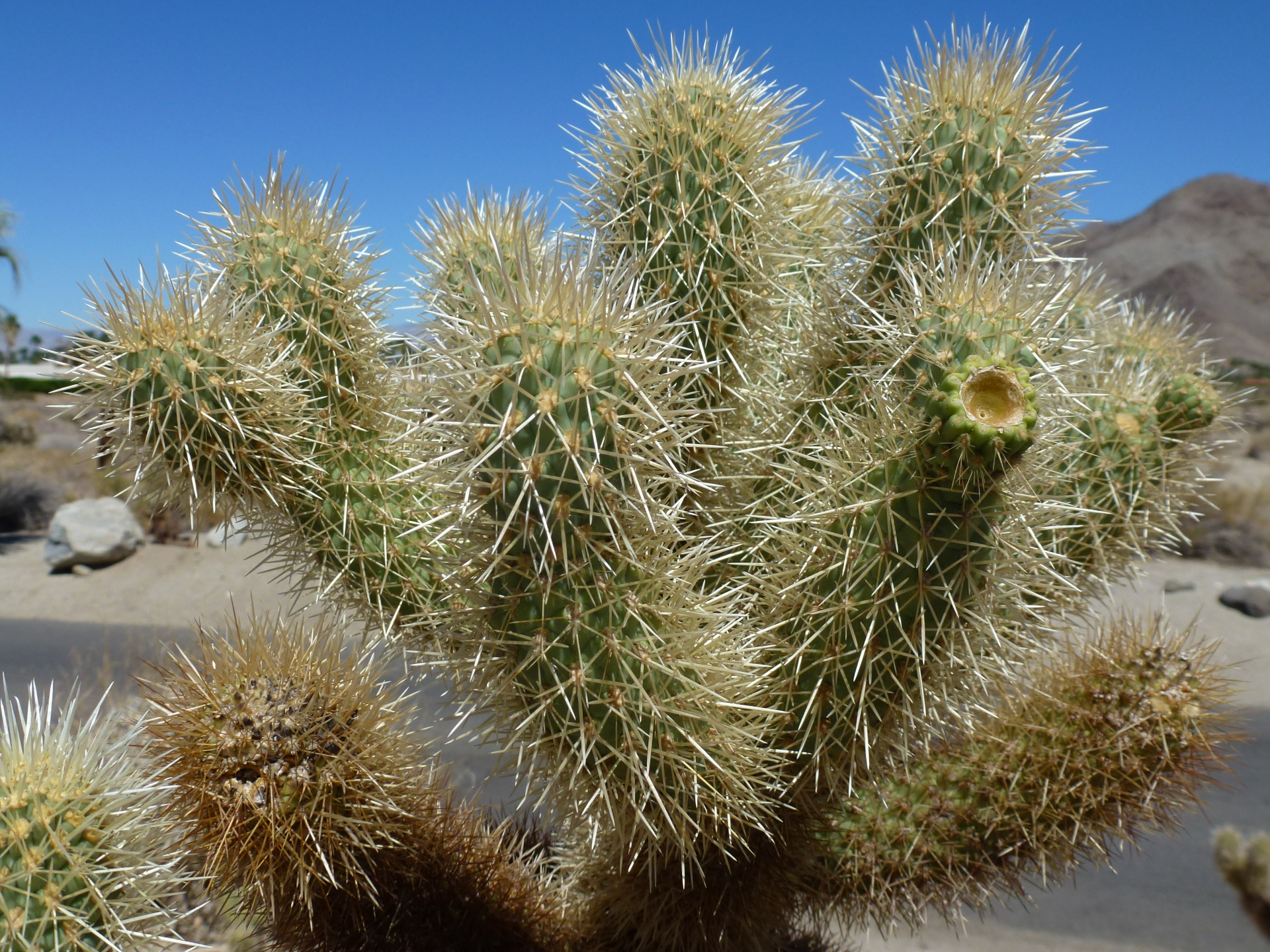 Kaktus Cylindropuntia