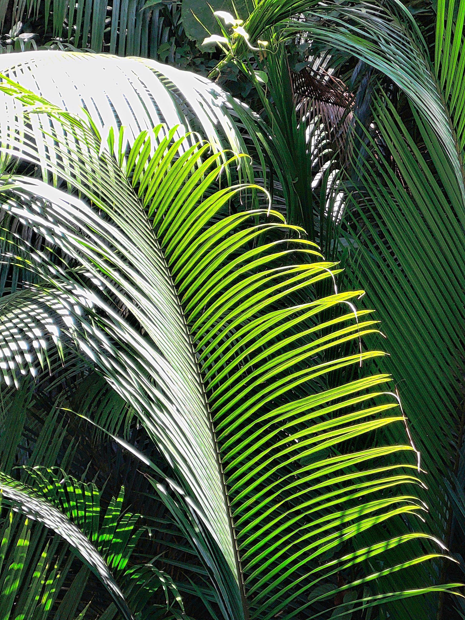 Farn Penang Hill Malaysia The Habitat