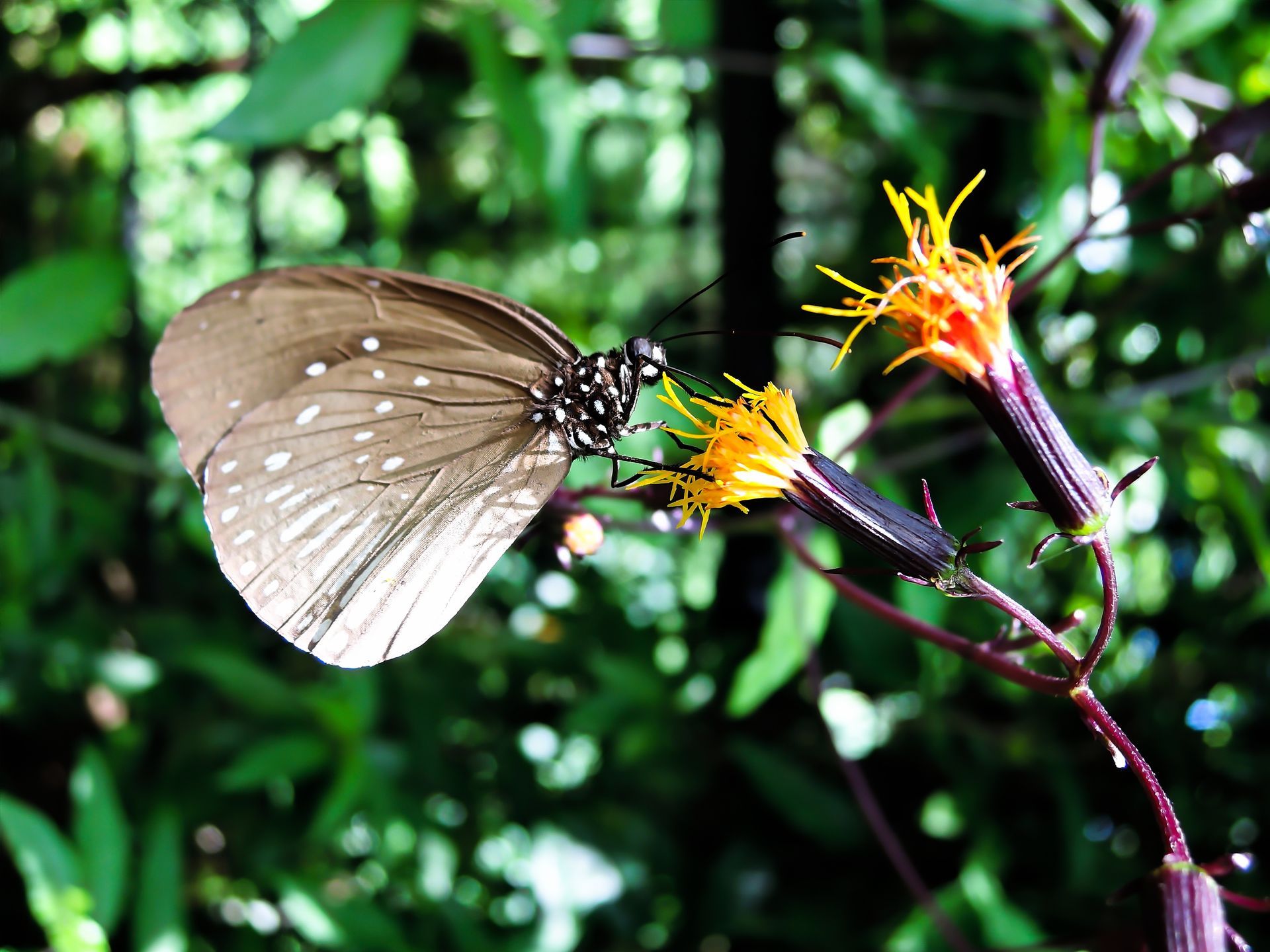 Penang Hill Malaysia Schmetterling