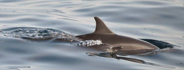 Whale watching bei Hualien Taiwan