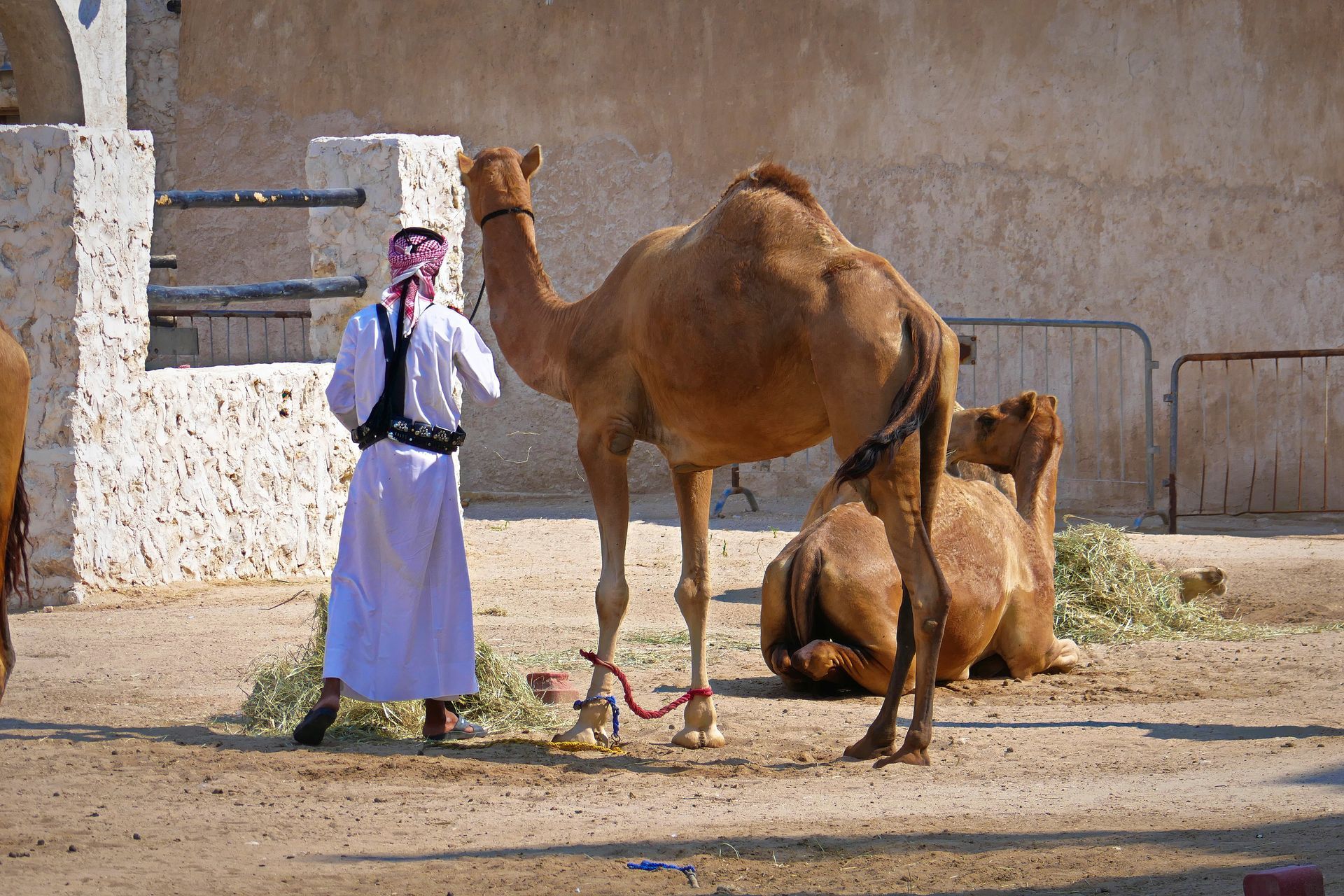 Kamelmarkt Doha Katar