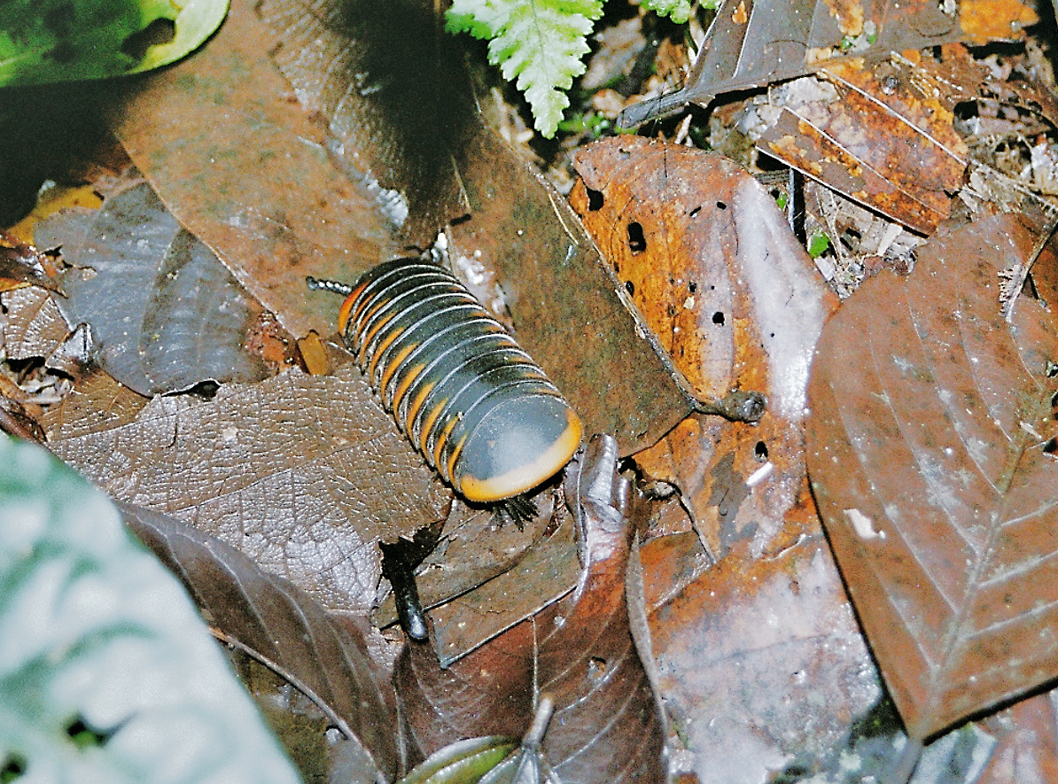 Oniscomorpha, Pillen Tausendfüßler,