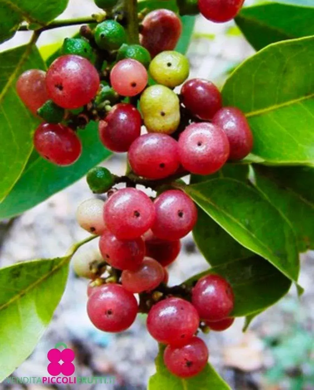 Ginberry