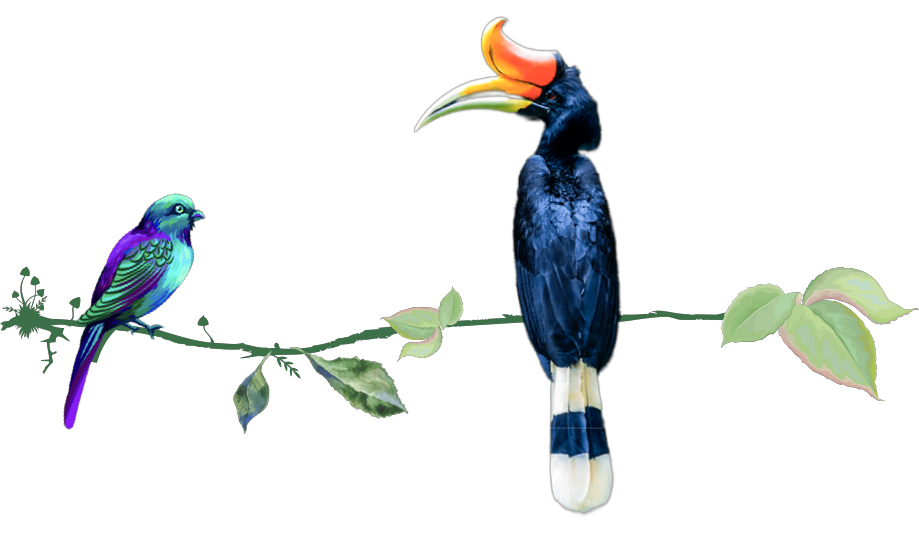 Hornbill in Sarawak