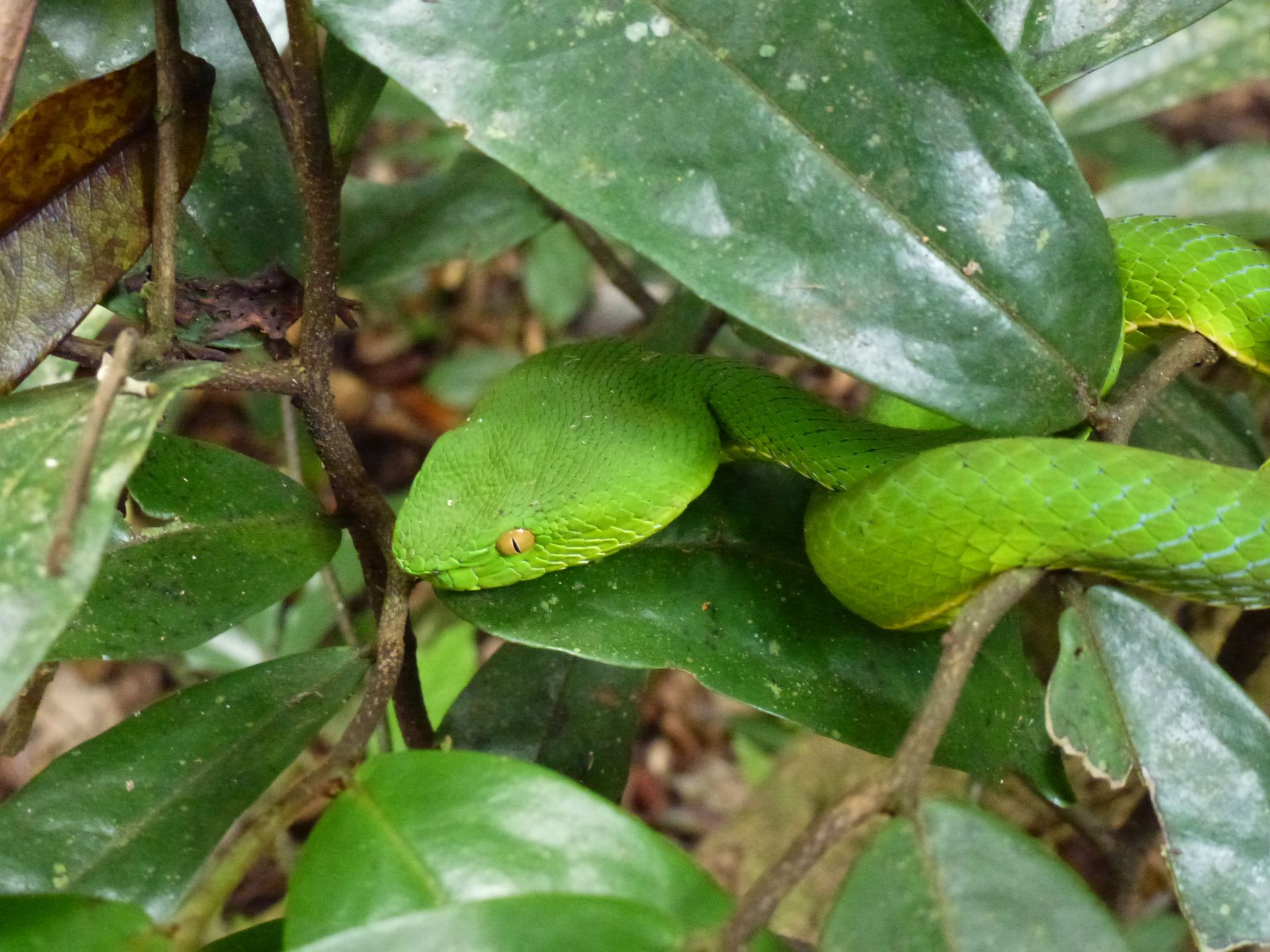 Bambusotter Khao  Yai Nationalpark