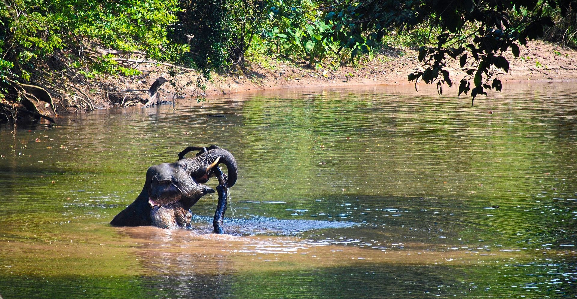 Khao Yai Nationalpark badender Elefant