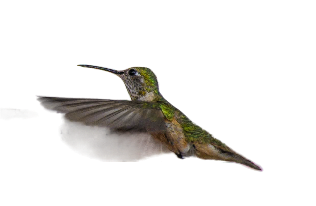 Breitschwanz-Kolibri Hummingbird