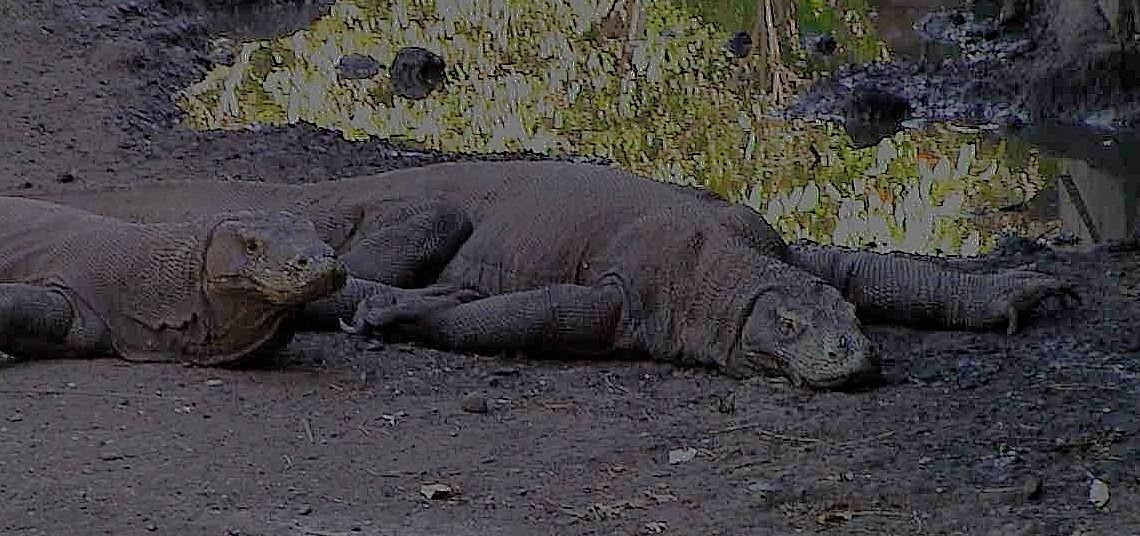 Komodo Waran Pulau Komodo Indonesien