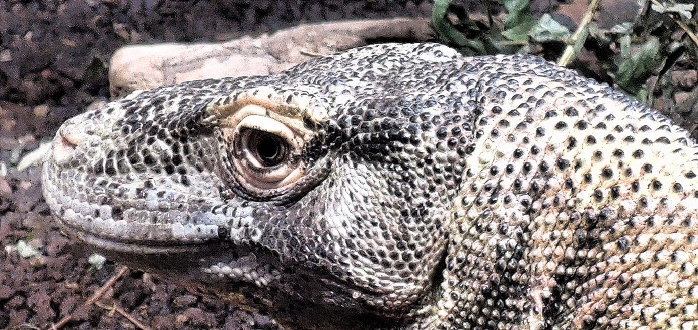 Komodowaran Komodo Insel